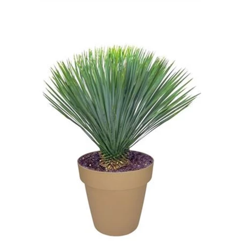 Юкка Rostrata 40\80