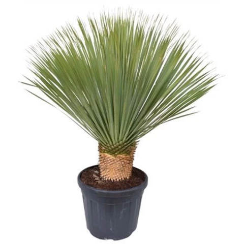 Юкка Rostrata 45\130