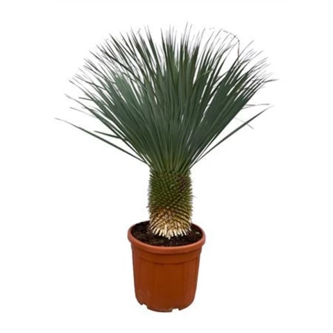 Юкка Rostrata 55\160