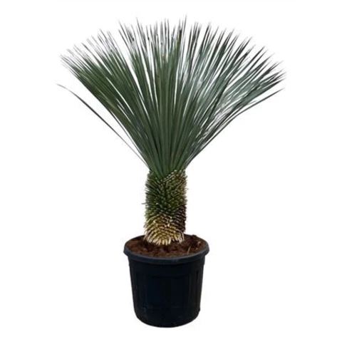 Юкка Rostrata 65\180