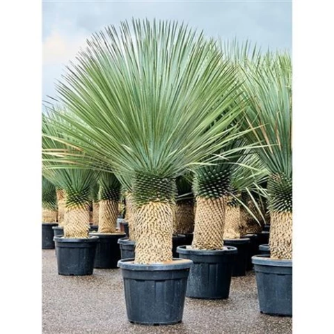 Юкка Rostrata 55\200