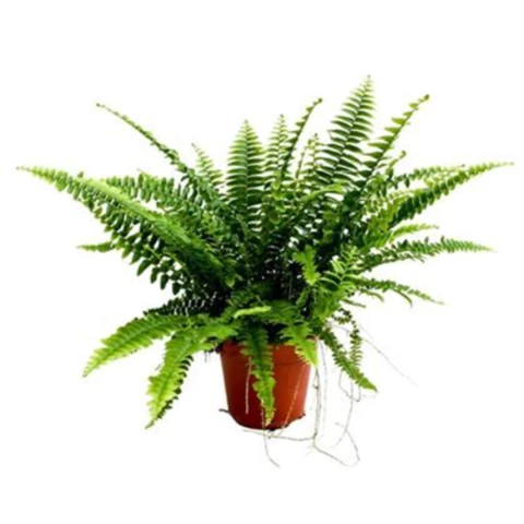 Папоротник Green Lady 12\30