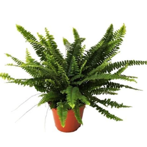 Папоротник Green Lady 14\35