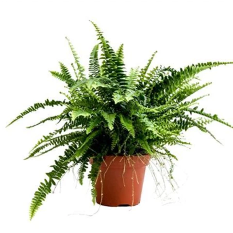 Папоротник Green Lady 17\50