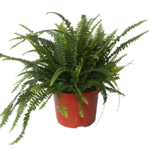 Папоротник Green Lady 24\60