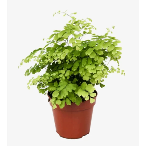 Адиантум Rad Fragrans 12\25