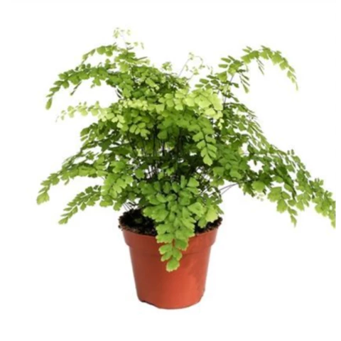 Адиантум Rad Fragrans 17\40