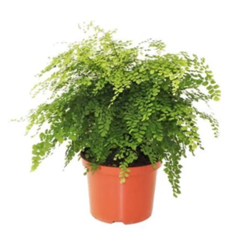 Адиантум Rad Fragrans24\50