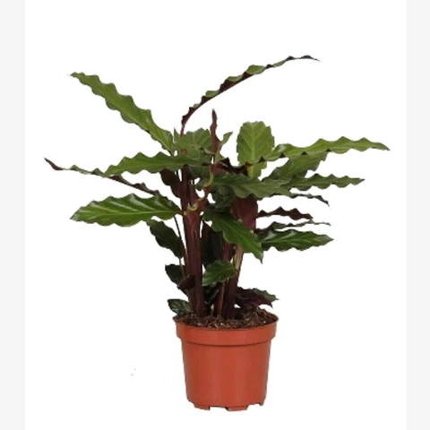 Калатея Тропистар 12\35