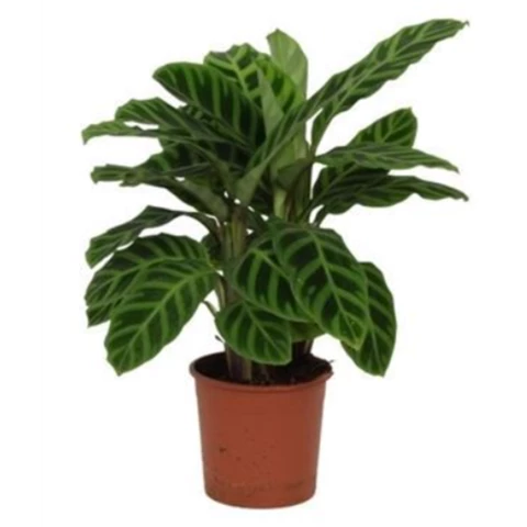 Калатея Zebrina 14\40