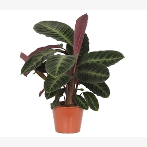 Калатея Варшевича 14\40