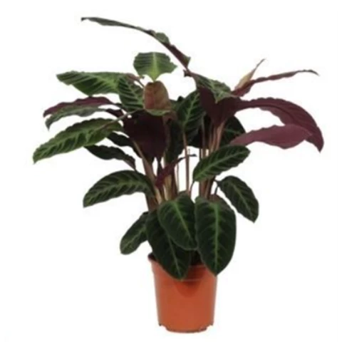 Калатея Варшевича 21\105