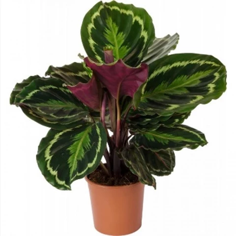 Калатея Медальон 14\40