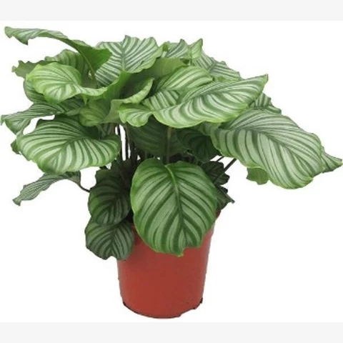 Калатея Орбифолия 14\40