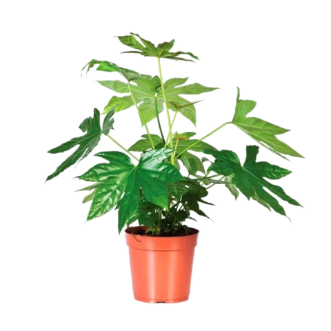 Фатсия Japonica 13\35