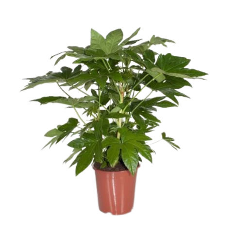 Фатсия Japonica 21\60