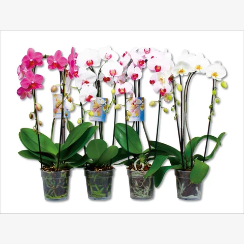 Орхидея Фаленопсис 12\55