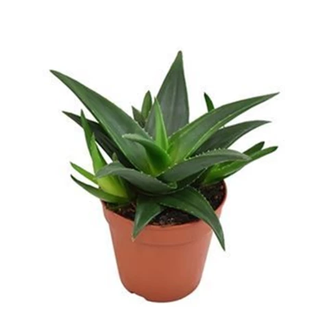 Хавортия

Суккулент 12\15