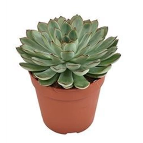 Эхеверия Pulidonis

 Суккулент 12\15