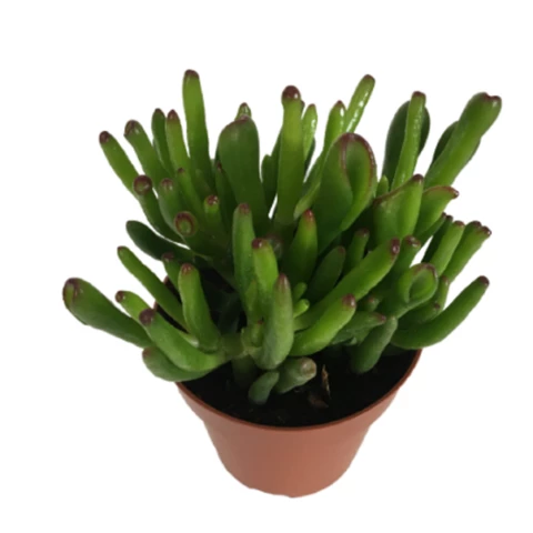 Крассула Gollum

 Суккулент 12\17