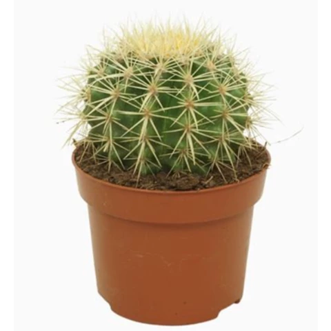 Кактус Grusonii 12\19