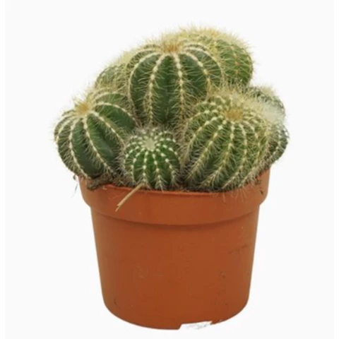 Кактус Magnificus 12\20