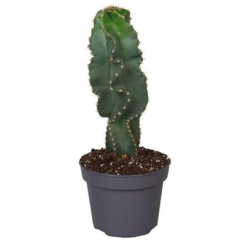 Кактус Peruv Spiralis 12\45