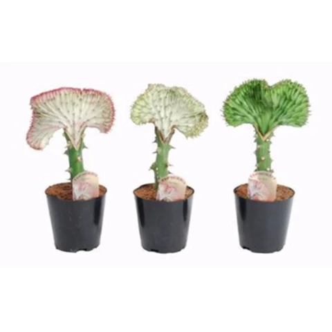 Кактус La Cristata 12\30