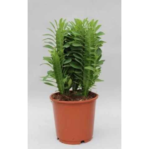 Кактус Trigona Groen 12\35