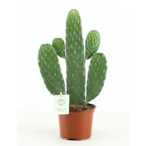 Кактус Opuntia 12\42