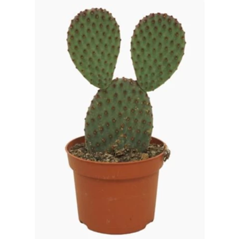 Кактус Opuntia Macrocalyx 12\30