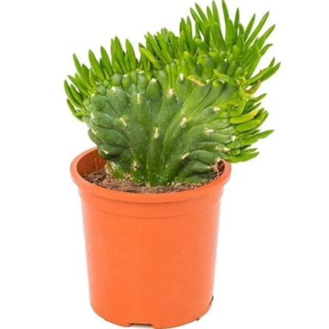 Кактус Opuntia Subulata

 12\40