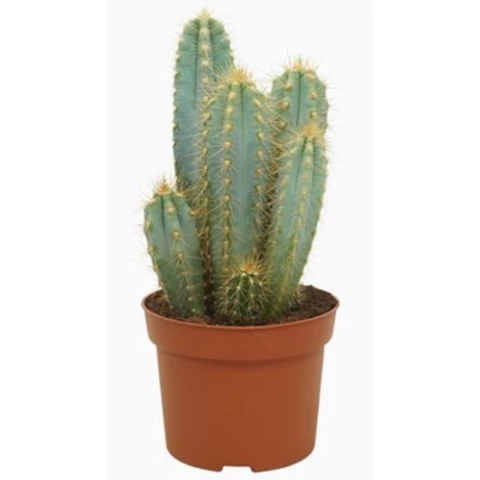 Кактус Pilosocer Pachycladu 12\30