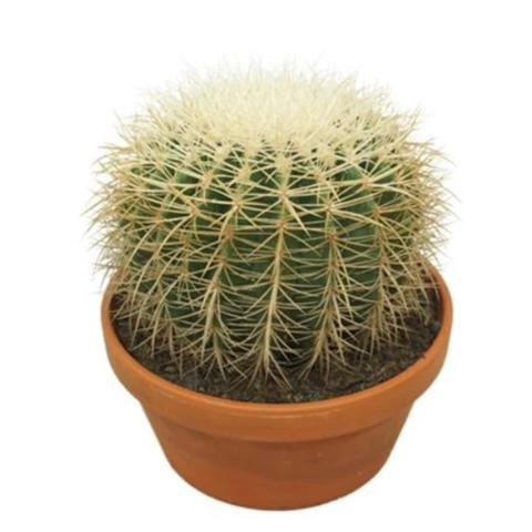 Кактус Grusonii 23\35