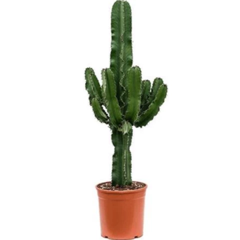 Кактус Erytrea 24\95