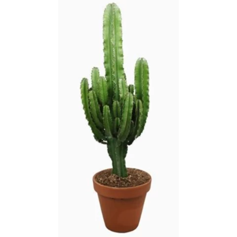 Кактус Erytrea 27\120