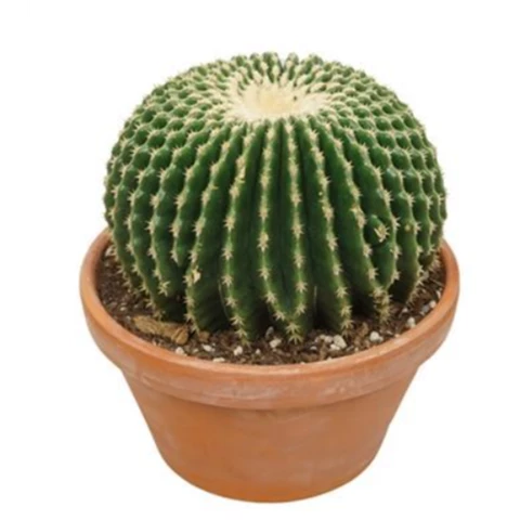 Кактус Brevispina Inermis

 27\35