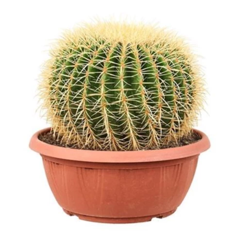 Кактус Grusonii 35\45