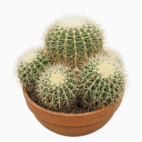 Кактус Gru Albispin 30\40