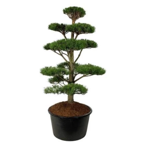 Бонсай Сосна 
Pinus Nigra Nigra 91\240