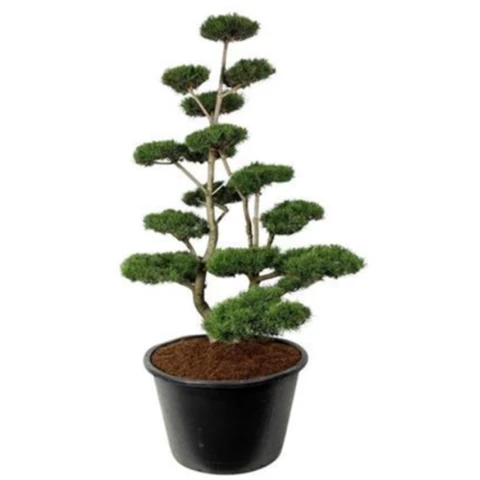 Бонсай Сосна 
Pinus Contorta Ponpon 120\270