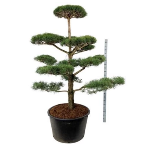 Бонсай Сосна 
Pinus Sylvestris 120\270