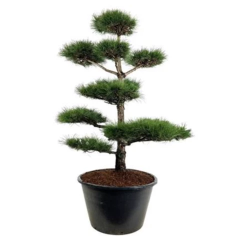 Бонсай Сосна 
Pinus Nigra Nigra 120\270