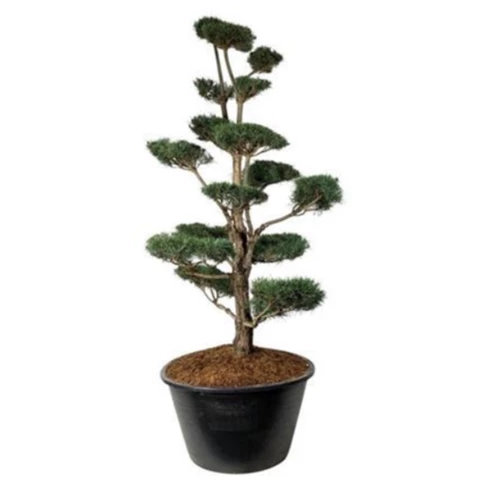 Бонсай Сосна 
Pinus Sylvestris 120\300