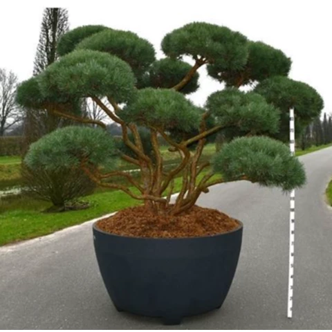 Бонсай Сосна 
Pinus Sy Argentea 140\270