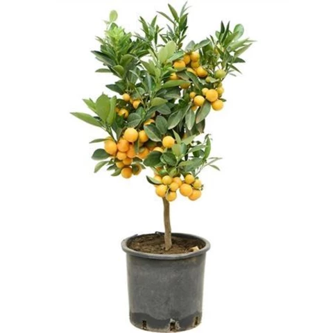 Каламондин Citr 22\65