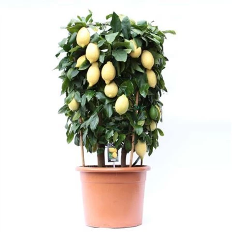 Лимон Piramide 46\100