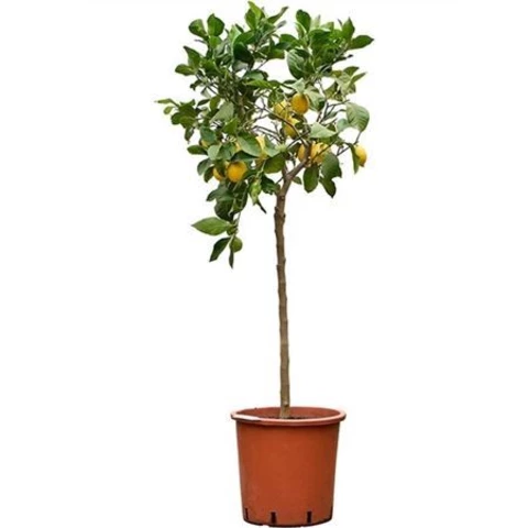 Лимон Piramide 33\170