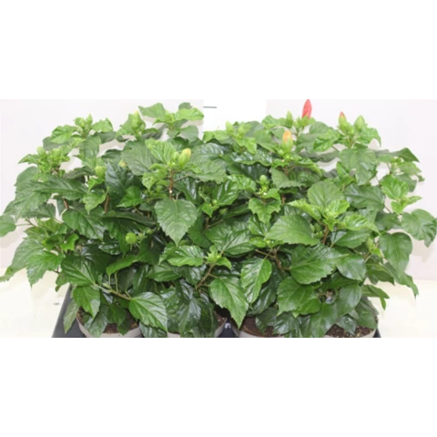 Гибискус Sunny Gemengd