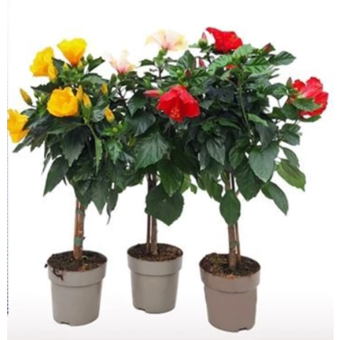 Гибискус Sunny на штамбе